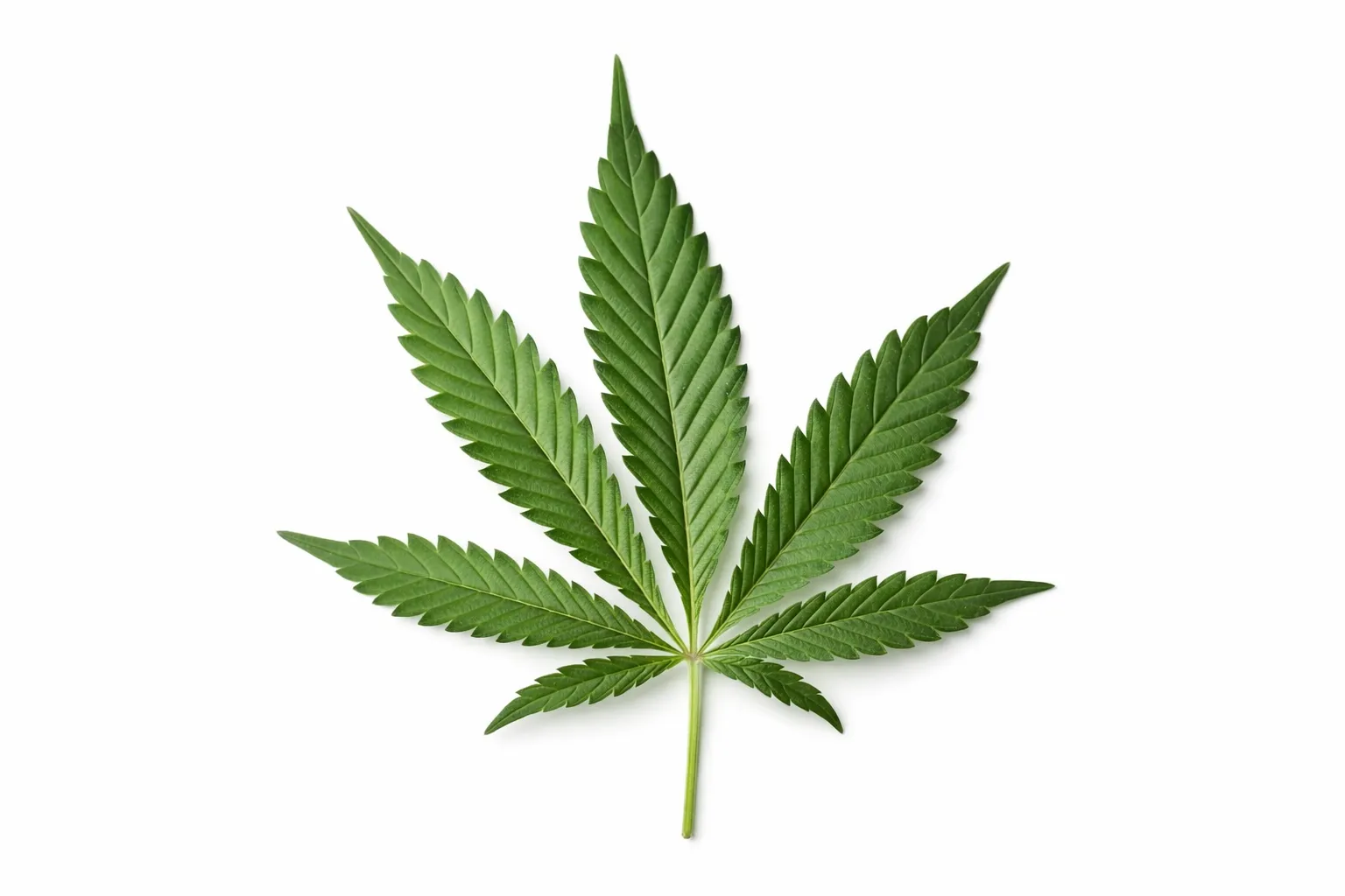 Лист марихуаны